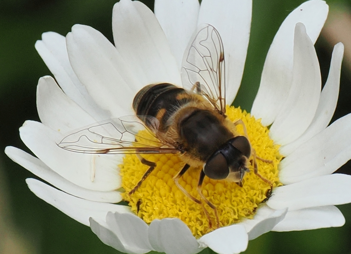 Eristalis-pertinax-F